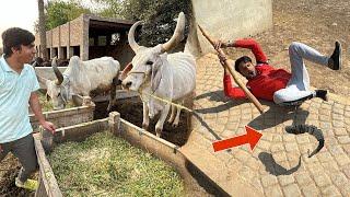 Snake Ny Attack Kr Dea  Indian Cow Dakhi 