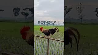 #viral KEJADIAN LANGKA Ayam Hutan PANDAI BERJOGET #ayamhutan #kejadianlangka #berandayoutube