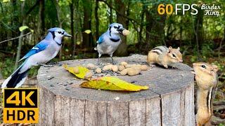 Cat TV for Cats to Watch  Endless Squirrels and Birds  8 Hours 4K HDR 60FPS