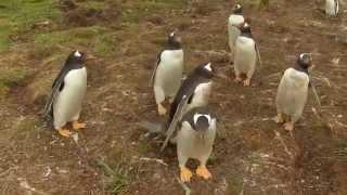 Curious penguins gathering around the camera