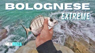 BOLOGNESE EXTREME  Sessione di pesca al sarago di Michi dalle scogliere di Agropoli con la scaduta