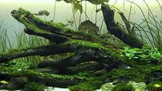 50 sec natural aquascape