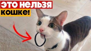 10 вещей которые НЕЛЬЗЯ ДЕЛАТЬ С КОШКОЙ