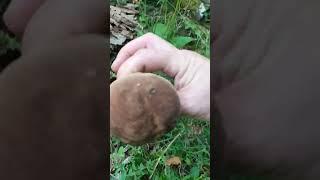 PORCINI BOLETUS 2024 #porcini2024 #boletus #appennino