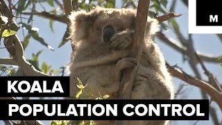 Hundreds of Starving Koalas are Being Relocated in Australia