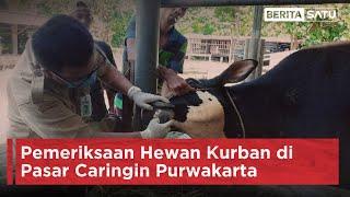 Pemeriksaan Hewan Kurban di Pasar Caringin Purwakarta  Beritasatu