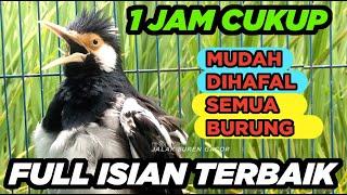 SUARA JALAK SUREN GACOR FULL ISIAN MASTERAN LENGKAP AMPUH untuk PANCING JALAK AGAR CEPAT GACOR