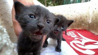 Foster mother cat couldnt resist the cries for help from orphaned kittens