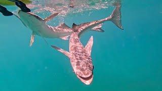 Common Remora  full video