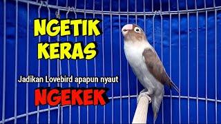 Suara Burung Lovebird Ngekek Panjang Ini COCOK Naikkan Emosi Jadikan lovebird apapun Nyaut Fighter