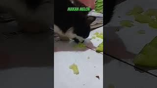 pus makan melon