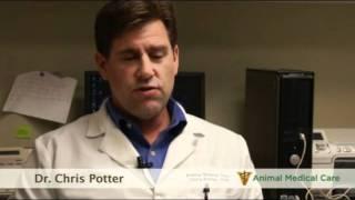 Dr. Chris Potter - How often should you bathe your pet?