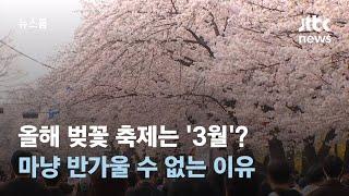 올해 벚꽃 축제는 3월? 빨라진 개화 마냥 반가울 수 없는 이유  JTBC 뉴스룸