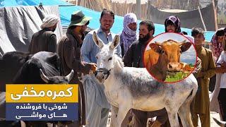 Prank on livestock sellers Changing cow to donkey  کمره مخفی شوخی با فروشنده های مواشی