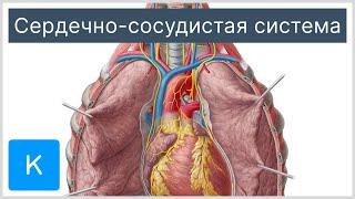 Cердечно-сосудистая система - Анатомия человека  Kenhub