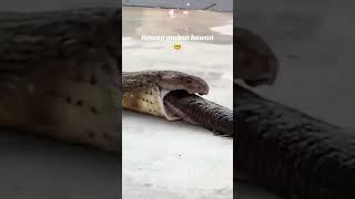 King Cobra regurgitating another snake. king cobra snake king cobra eats boa.