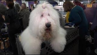 Blue Old English Sheepdog Westminster Kennel Club Dog Show 2018