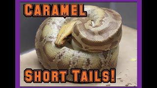 First Clutch Of 2022 Caramel Albino Short Tails