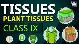 #Plant TISSUES  TISSUES chapter Class 9th biology  Ncert class 9 cbse 9 Biology syllabus