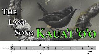 Kauai oo - The Last Song Transcribed & Performed