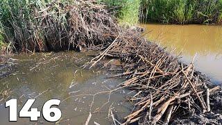 The Hottest Day Of The Season - Manual Beaver Dam Removal No.146