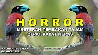 HORROR Masteran Terbaik Tembakan Tajam Cepat Rapat Keras Untuk Isian Burung Lomba SIPA-SIAP JUARA