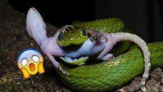 Poisonous snakes and geckos ● the fierce battle