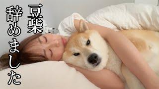 ベッドへ拉致られた柴犬【最高のお薬です】