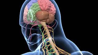 Biology - 3D animation  - Human Nervous System  Overview  Senior  - English