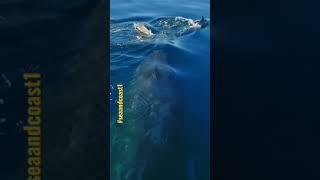 #fish #sea #shortvideo