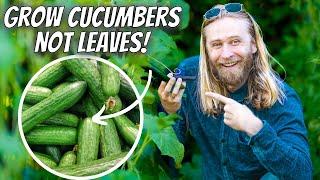 Growing CUCUMBERS Intensively At Home for Maximum Yield and Plant Health  Step-by-Step Guide