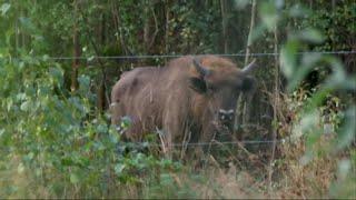 Bison success in the UK means their numbers and habitat are being expanded 4 UK 23Sep2024