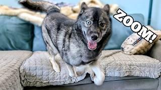 My Husky Does CRAZY Couch Zoomies