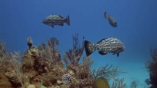 Black Grouper