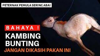 INILAH JENIS PAKAN YANG MEMBAHAYAKAN KAMBING BUNTING  @AGROTV9