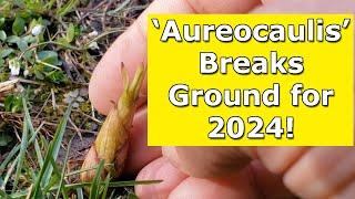 Phyllostachys aureosulcata Aureocaulis Emerges for Spring 2024