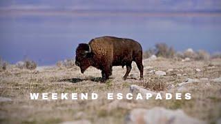 Historic Antelope Island Bison historic Fielding Garr Ranch. Located on the great salt lake.