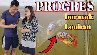 TUTORIAL CARA PROGRES IKAN LOUHAN DARI BURAYAK ala ayulouhan