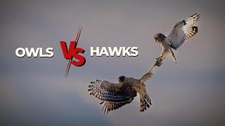 Owls vs Hawks Battle Of The Grasslands