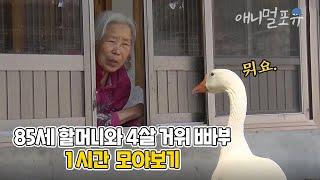 이젠 반항하기 시작했다? 할머니 말에 한마디도 안 지고 말대꾸하는 미운 네 살 거위 빠부 모아보기  마지막화까지 풀버전  KBS 단짝 2015 방송