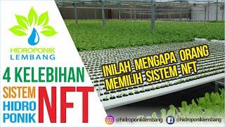 4 Keunggulan dan Kelebihan dari Sistem Hidroponik NFT Nutrient Film Technique