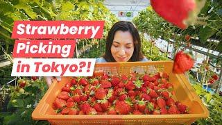 Winter Strawberry Picking in Tokyo I Tried Japans Rare Sakura Strawberry