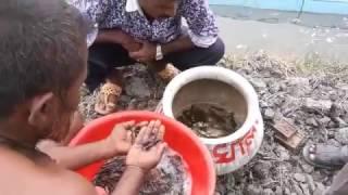 Releasing Fish in Bangladesh