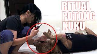 ANJING PITBULL NGAMUK  HATI HATI KALAU POTONG KUKU ANJING PITBULL  FUNNY DOG VIDEOS #hewiepitbull