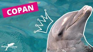 Tribute to a worldwide SUPERSTAR dolphin Copan #7