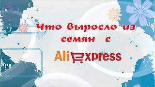 Семена с Aliexpress. Что выросло. Обзор посадки.