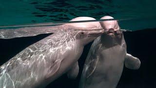 Beluga Dolphin Night Show at Yokohama Hakkeijima Sea Paradise  -  LIGHTIA -  【4K】