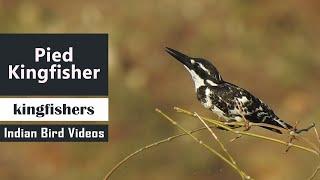 Pied kingfisher - A beautiful black and white kingfisher in India