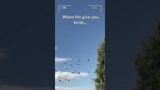 When Life Give You Birds... #bird #birds #flying #wildlife #nature #sky #shorts #youtubeshorts