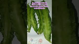 ถั่วพูผักที่กินได้ทั้งผลใบหัวWinged bean มีสรรพคุณอย่างไร